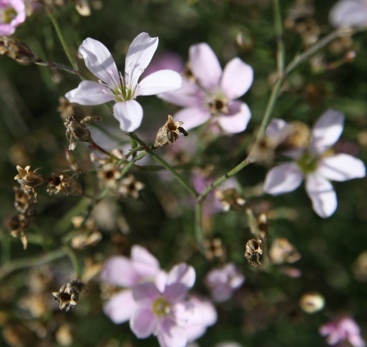 Petrorhagia saxifraga dal Moncenisio